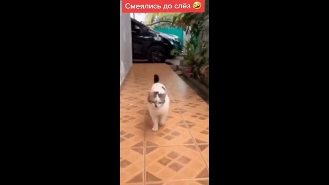 Кот и дог учинская ул 6 фото жалко кота дог спас #пес #кот# приколы2022.mp4 - смотреть видео онлайн от "Прико