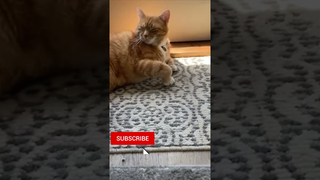 Кот и дог учинская ул 6 фото Коты и собаки рядом с нами № 20 #short #cat #dog #коты - YouTube