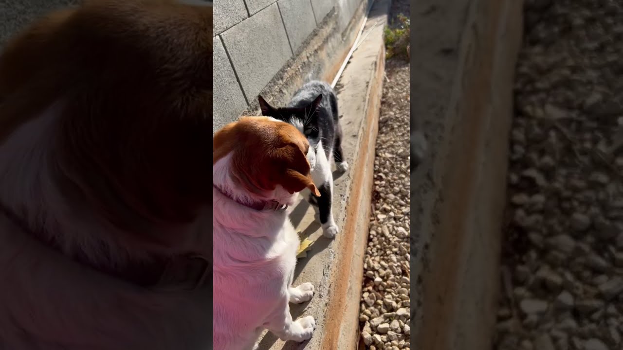 Кот и дог учинская ул 6 фото After breakfast #dog #кот #собака #cat #pets - YouTube