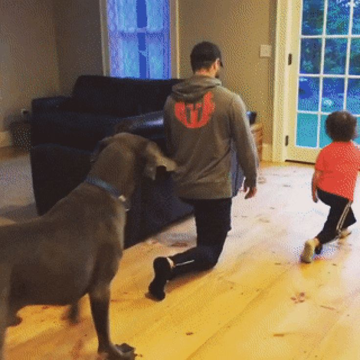 Кот и дог учинская ул 6 фото People Are Posting Hilarious Photos Of Their Great Danes, And It’s Crazy How Lar