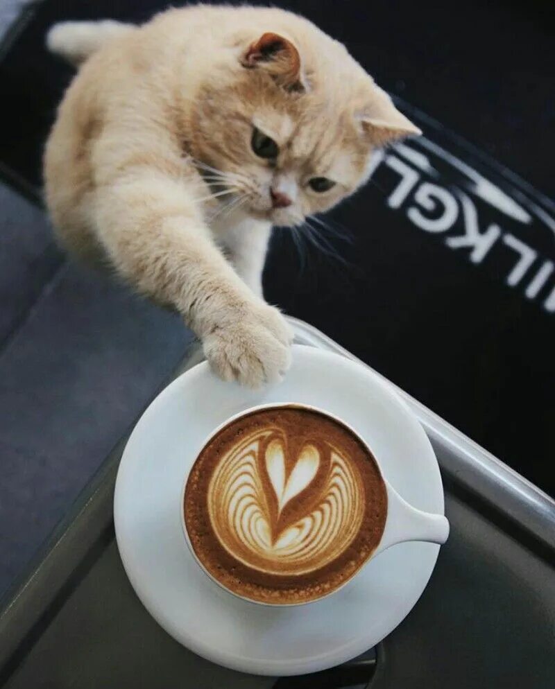 Кот и кофе фото Pinterest Animal coffee, Cats, Cat coffee
