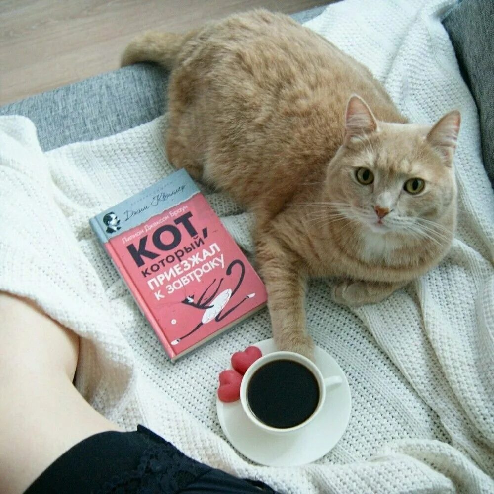 Кот и кофе фото Панорама: Meow Coffee, кофейня, Красногвардейская ул., 19, Сафоново - Яндекс Кар
