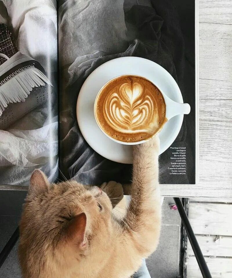 Кот и кофе фото Пин на доске coffee addict
