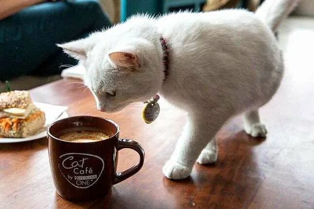 Кот и кофе фото Montreal Is Opening Its First-Ever Vegan Cat Café Cat cafe, Vegan cat, Animal le