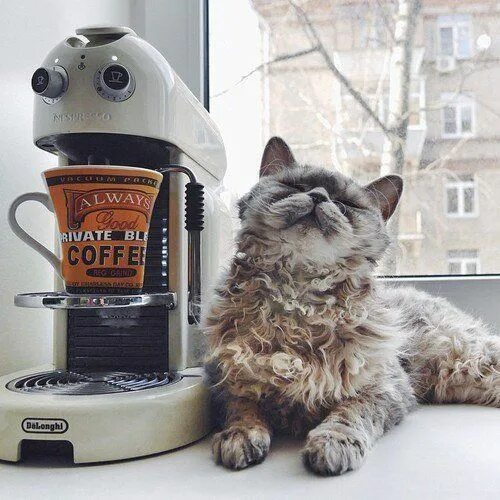 Кот и кофе фото Coffee with company Cats, Cats and kittens, Funny cat pictures