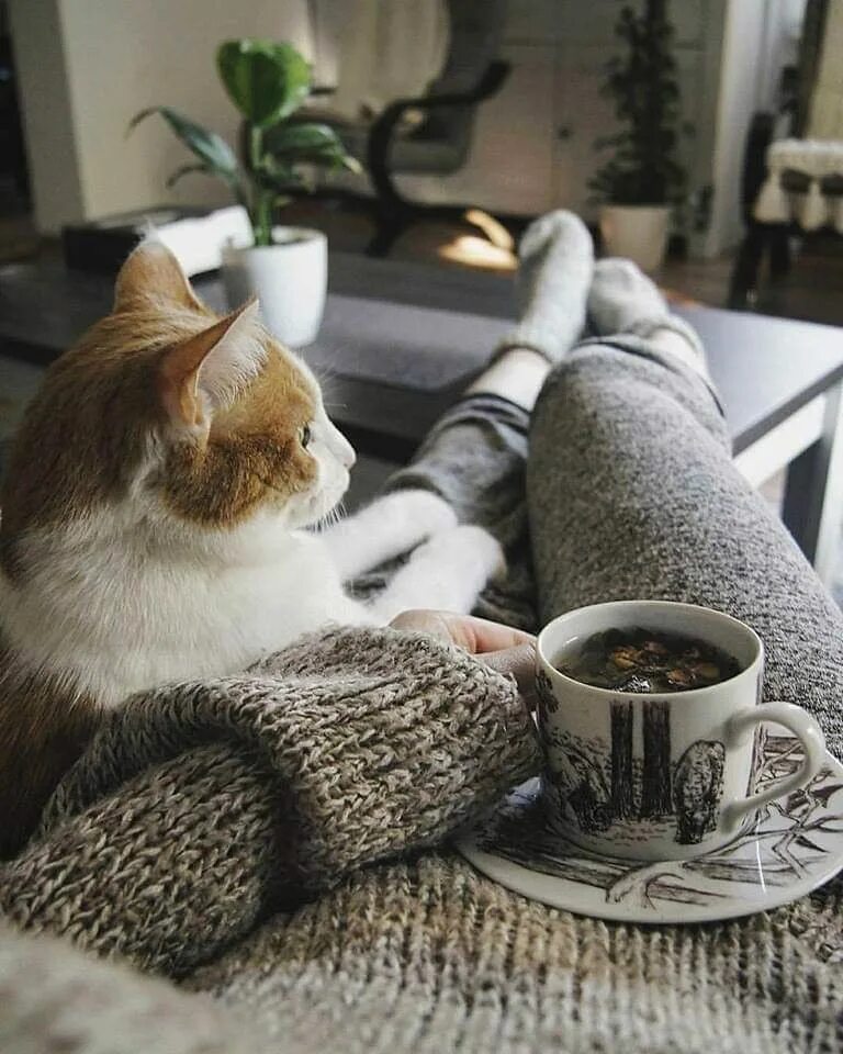 Кот и кофе фото Pin em Cats & Kittens