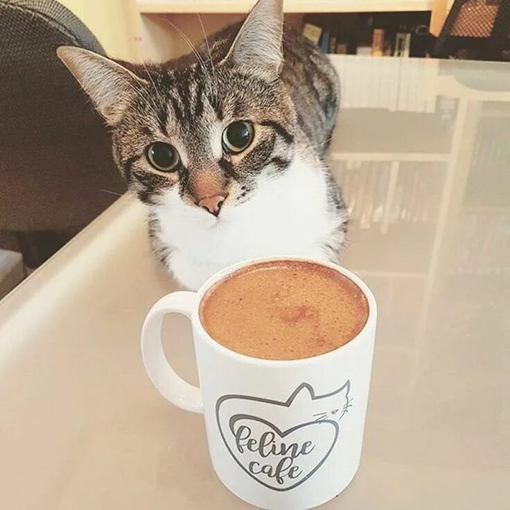 Кот и кофе фото Tremont Cat Cafe Opens with 16 Felines Looking for Homes Cute cats, Cat cafe, Ca