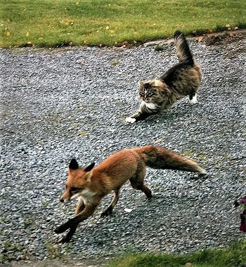Кот и лиса фото Fearless Cat Chases Fox Intruder Off His Land. Adventure cat, Funny cats and dog