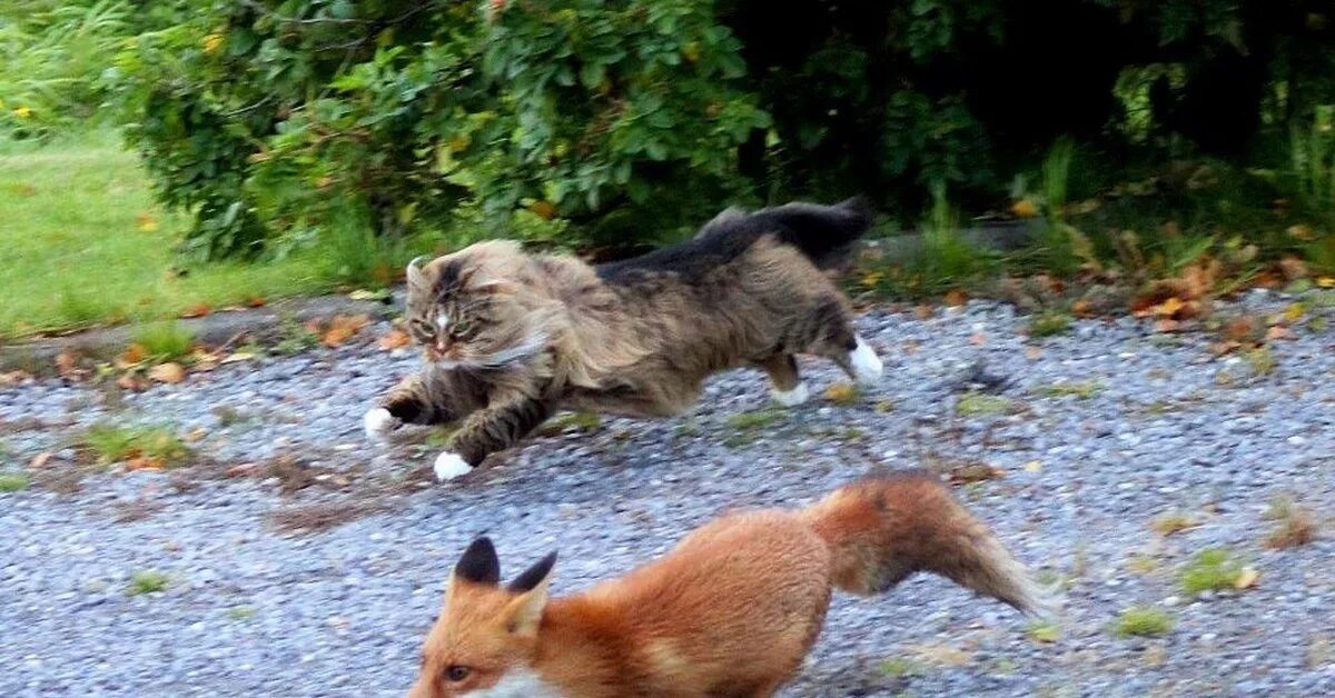 Кот и лиса фото Погоня Пикабу