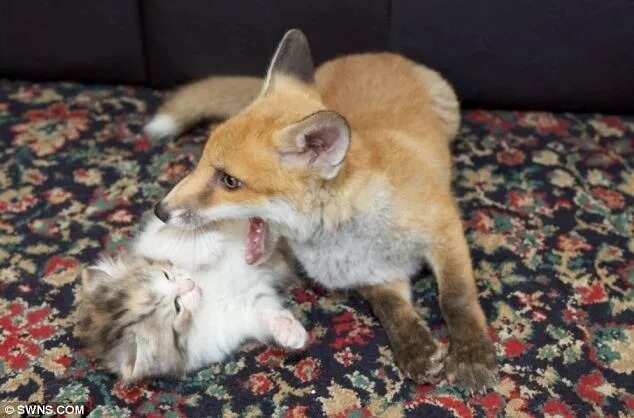 Кот и лиса фото Kittens image by Rachel Crepeault on foxes Fox, Tabby cat