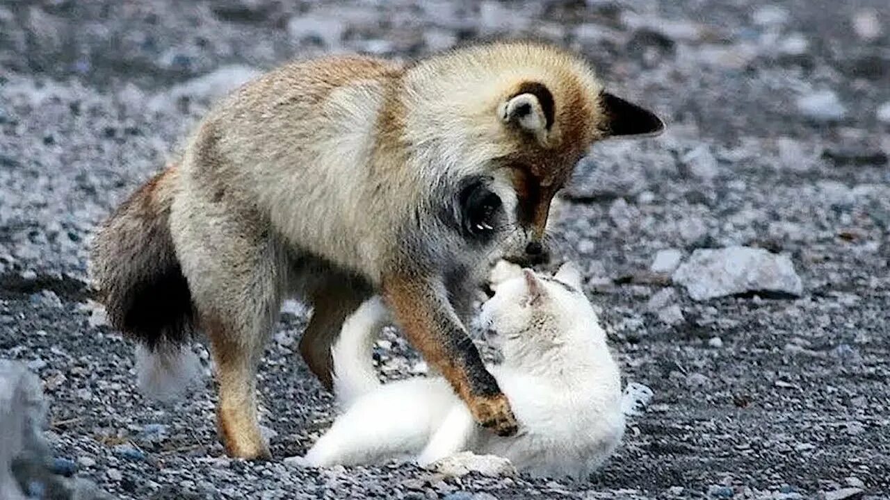 Кот и лиса фото The FOX was about to EAT a STRAY CAT, what happened next will SURPRISE you! - Yo