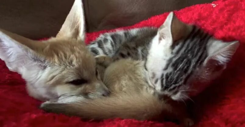 Кот и лиса фото Pin on Cats and cute