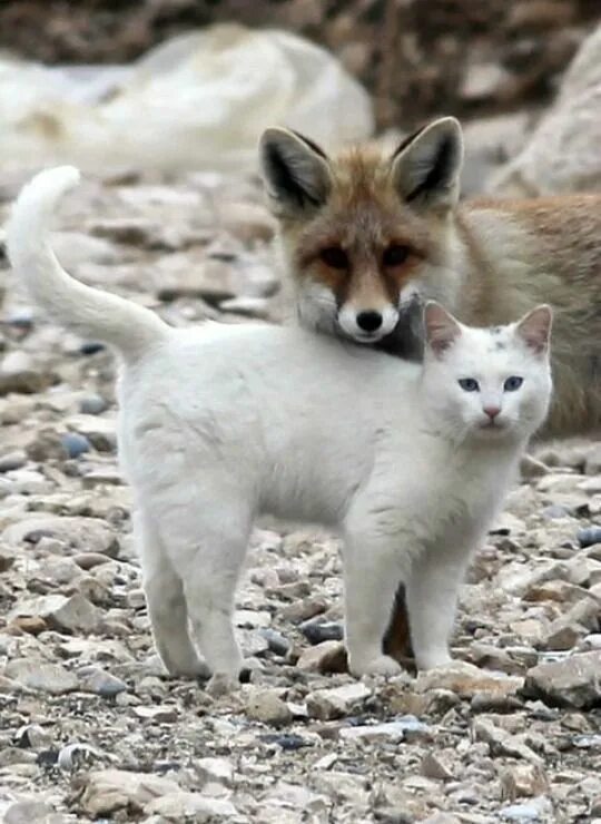 Кот и лиса фото The unlikely friendship between a fox and a cat on the shores of Lake Van Turkey