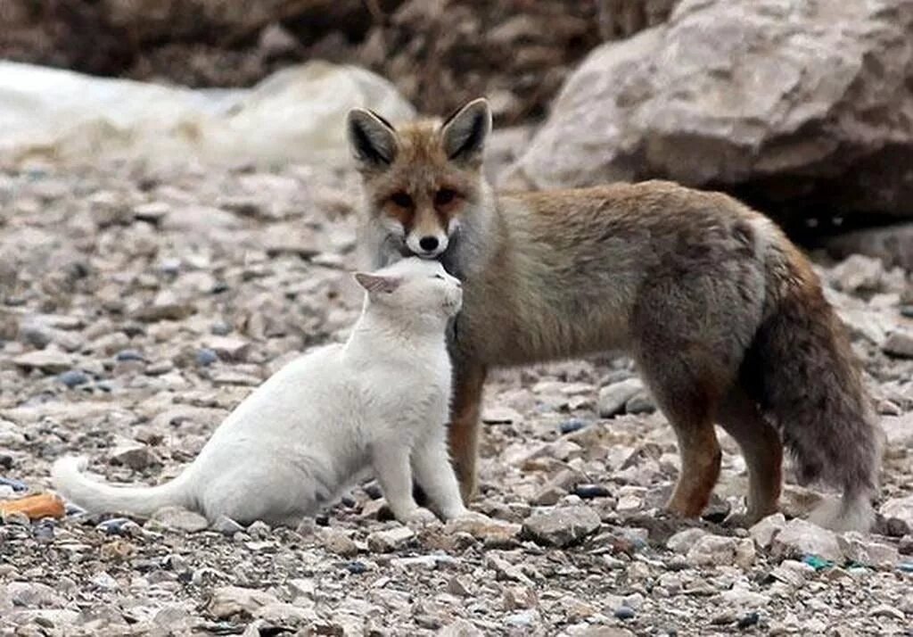 Кот и лиса фото Необычная дружба кота и лиса - Путешествуем вместе Unusual animal friendships, A