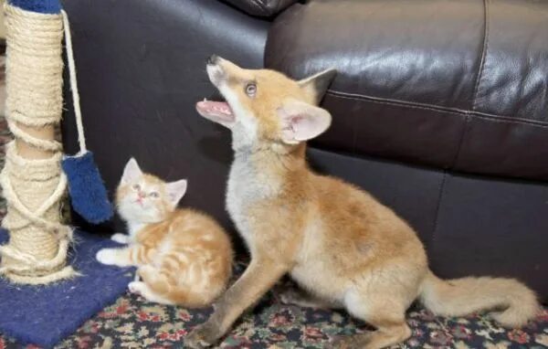 Кот и лиса фото fox n cat Котята, Милые детеныши животных, Очаровательные котята