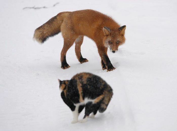 Кот и лиса фото Pin by Николай Александрович on КОТЫ-2. Funny cats, Funny cat pictures, Cat pics
