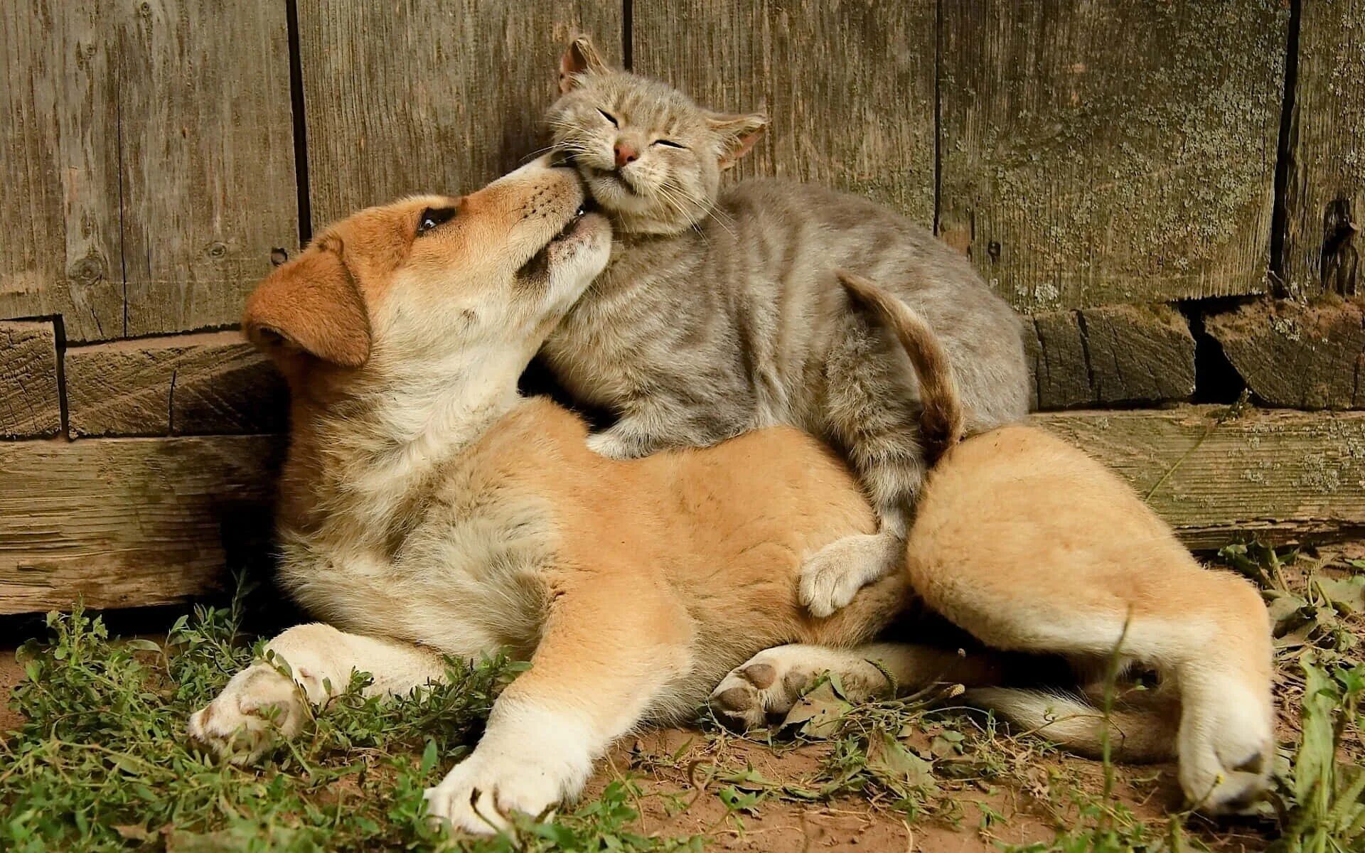 Кот и пес аграрная ул 10а фото 100+ Kitten And Puppy Wallpapers Wallpapers.com