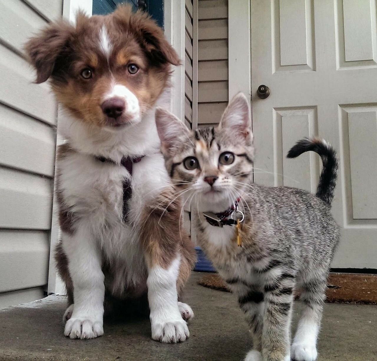 Кот и пес аграрная ул 10а фото Pin by Majczii on animals Cute cats and dogs, Funny puppy pictures, Baby animals
