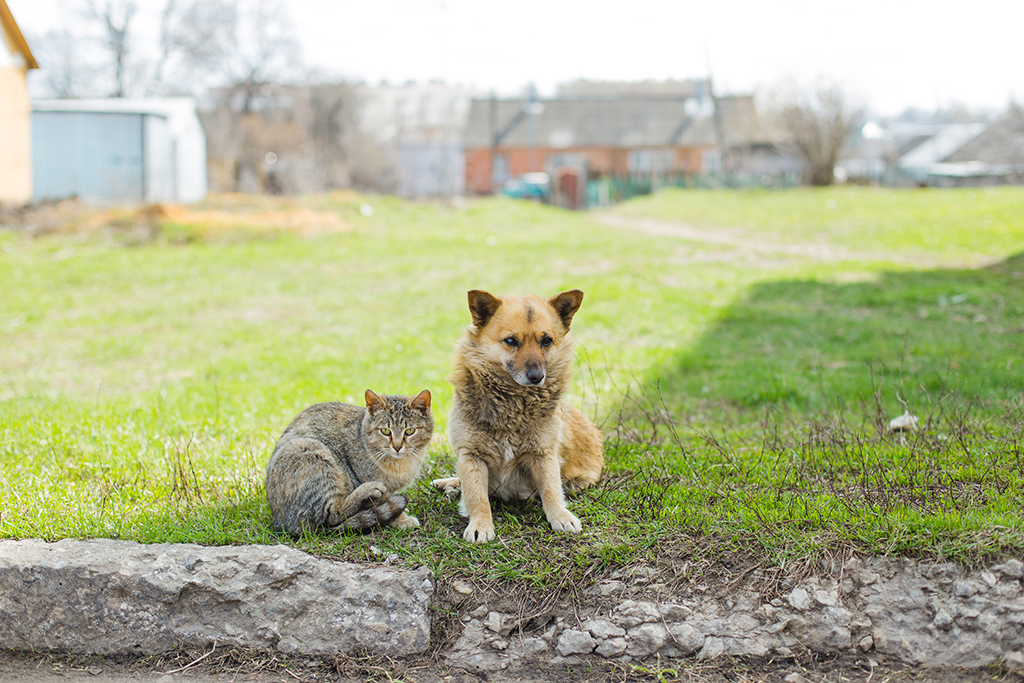 Кот и пес аграрная ул 10а фото foto-tula.ru - ФотоТула. Евгений Качурин. Кот и Пес