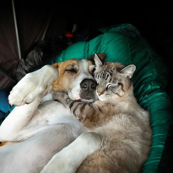 Кот и пес фото Épinglé par Sharron White sur Best Buddies Animaux adorables, Animaux mignons, C