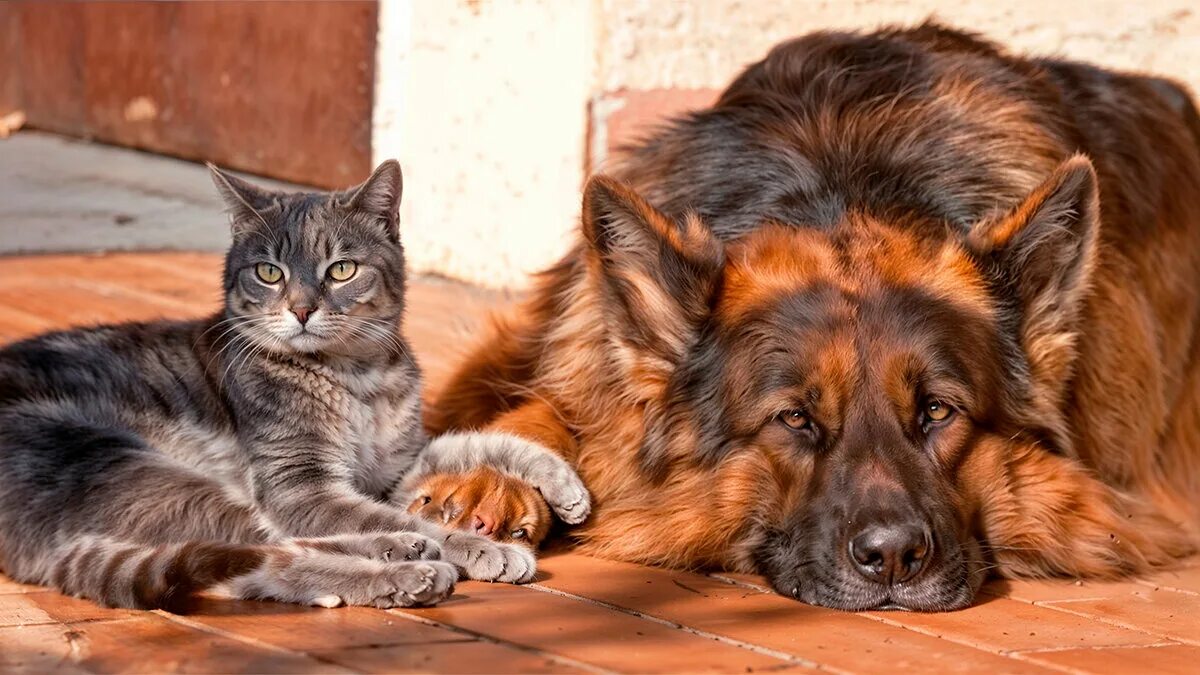 Кот и пес фото Та самая собака Animals Дзен