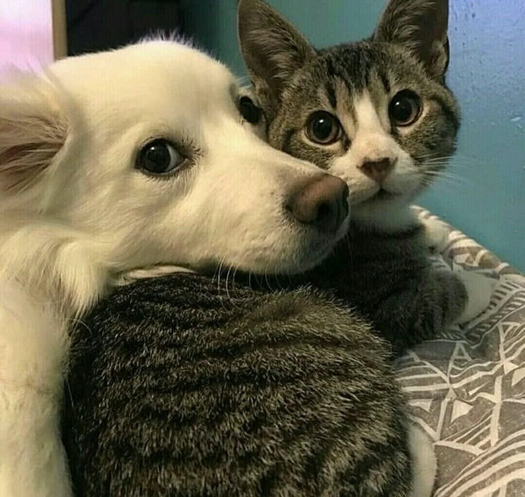 Кот и пес фото Почему у нас в космос летали собаки, а не кошки? И были ли кошки в космосе? / Оф