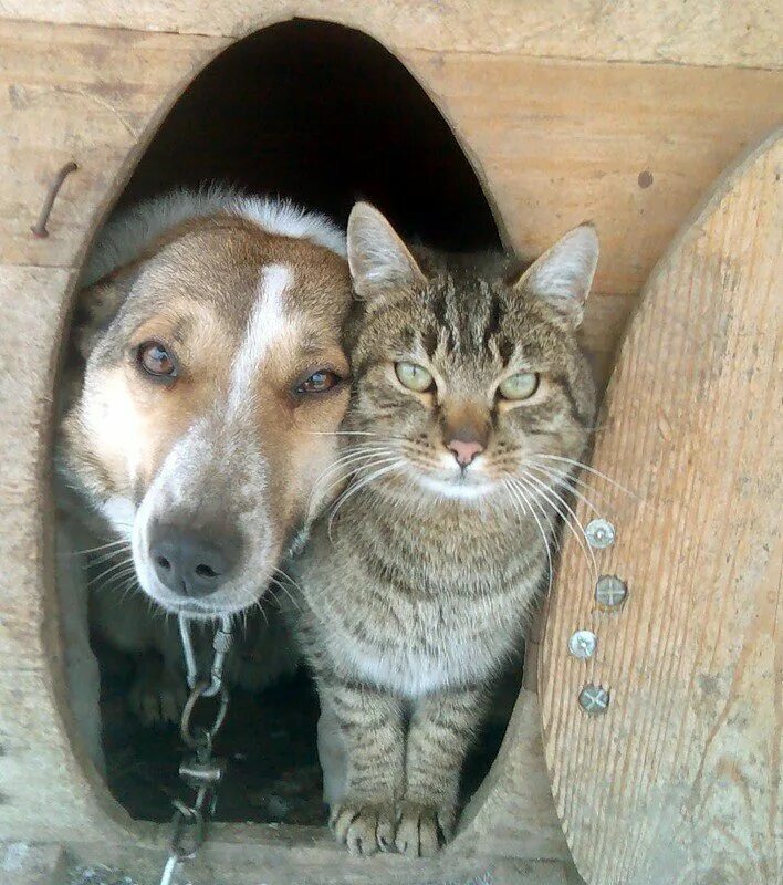 Кот и пес фото Десять фотографий собак, которые живут с кошками в будках Собачий вестник Дзен