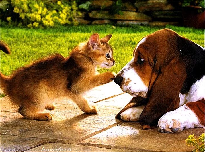 Кот и пес фото Знакомство... - анимация на телефон от havafara № 1461347 Cute puppies and kitte