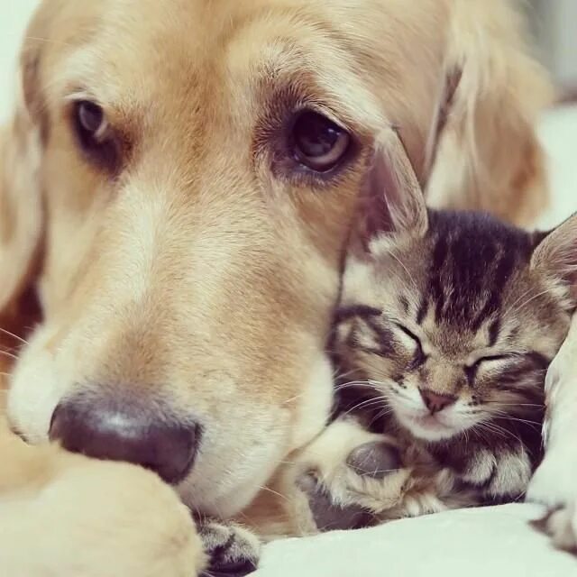 Кот и собака фото Alles zum Thema Golden Retriever Animals friendship, Kitten rescue, Cute animals