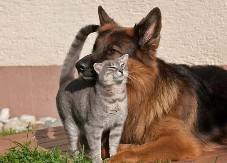 Кот и собака фото Кошки VS Собаки Family dogs breeds, Dog cat, Dog life