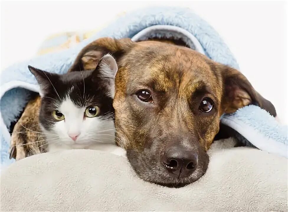 Кот и собака фото Sad Dog And Cat Зображення - огляд 9,314 Стокові фото, векторні зображення й від