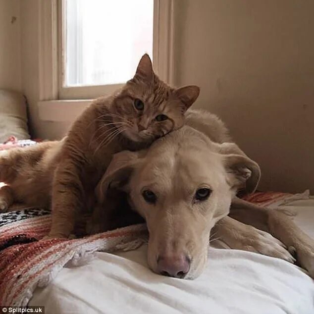 Кот и собака фото Hilarious snaps show the natural rivalry between cats and dogs Foto di cani e ga