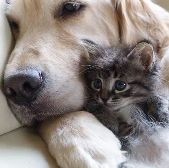Кот и собака фото Love Meow " for Ultimate Cat Lovers Funny animals, Cute animals, Puppies