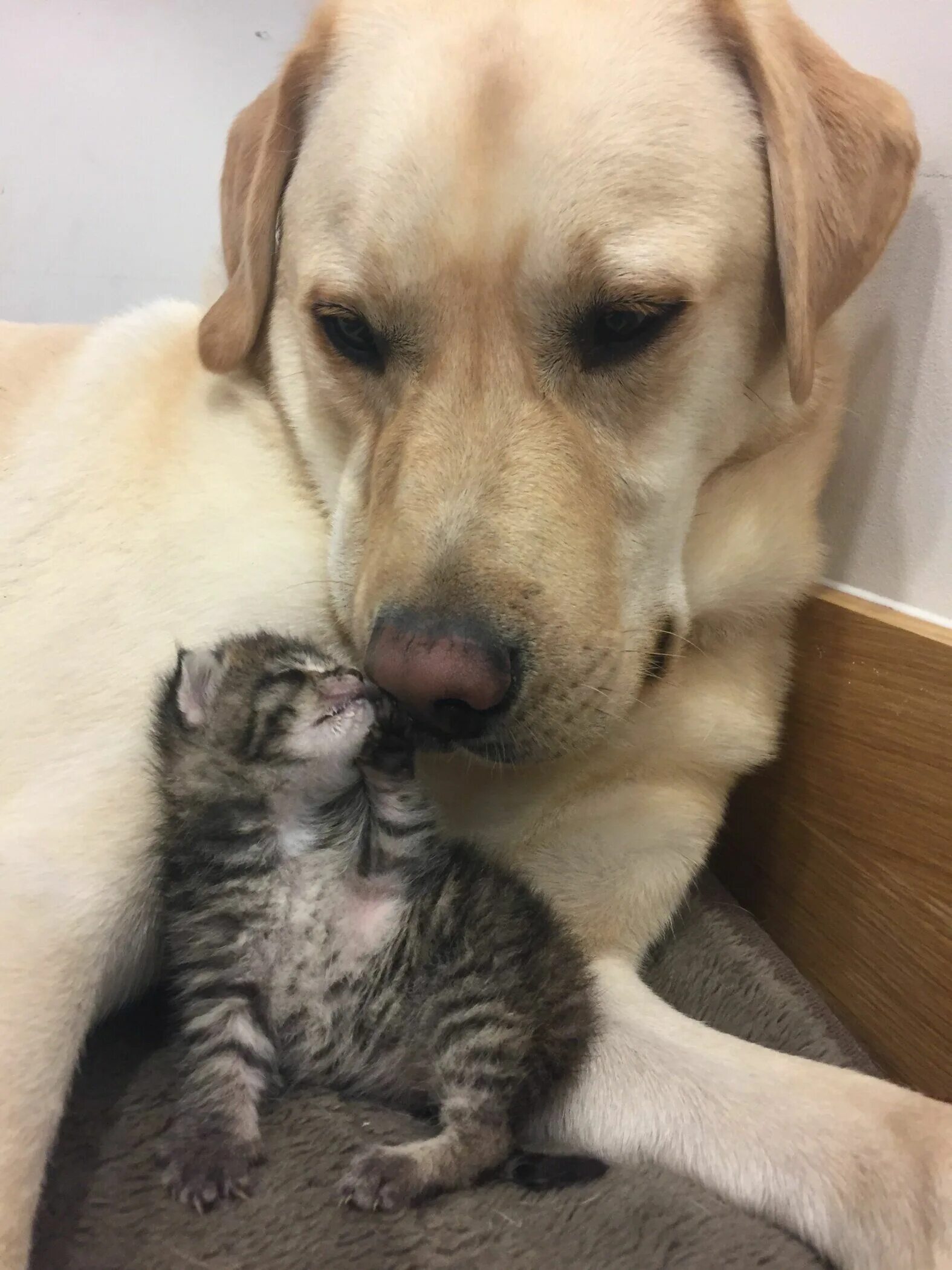 Кот и собака фото Fur-bidden Love? Battersea Celebrates Some of the Oddest Couples to Blossom Insi