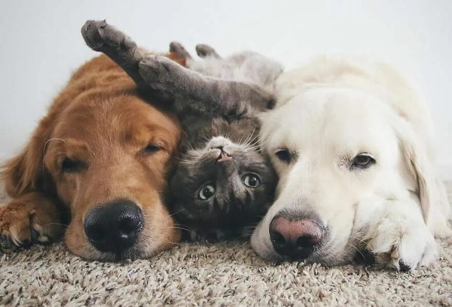 Кот и собака фото 7 очаровательных фото двух собак и кота, которые все любят делать вместе Офигетт