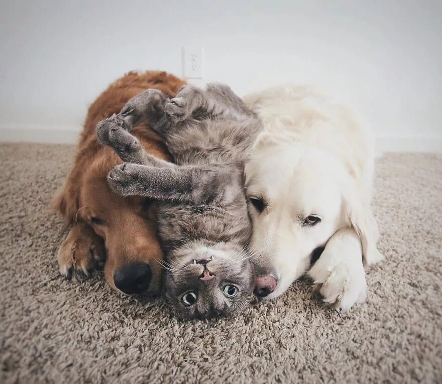 Кот и собака фото Pin on Friendships