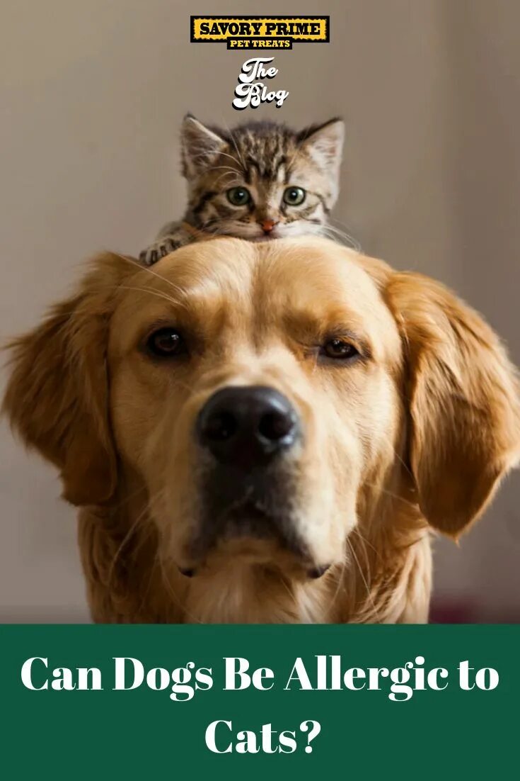 Кот и собака фото Can Dogs Be Allergic to Cats? - Savory Prime Pet Treats Mascotas, Perros, Gatos