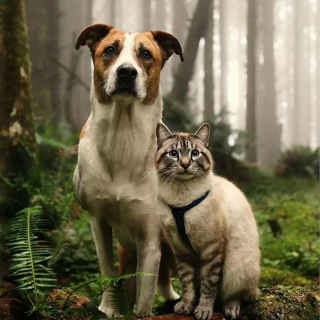 Кот и собака фото Сайт ФГБУ ВНИИЗЖ