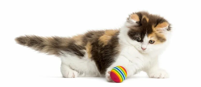 Кот играет фото Kitten Playing With Toy Изображения: просматривайте стоковые фотографии, векторн