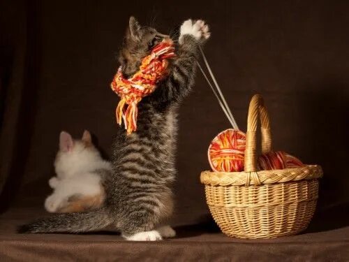Кот играет фото We KNEW it: Knitting is amazing for your health and here’s why Cats, Cats and ki