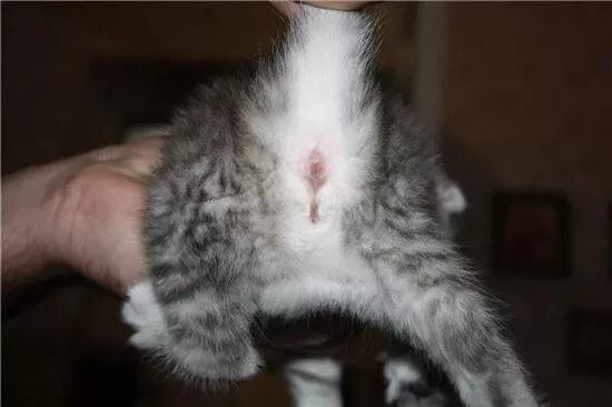 Кот или кошка 2 месяца фото Пол Котенка Фото