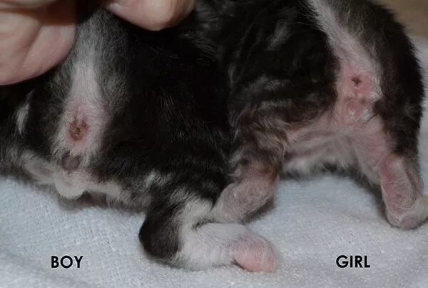 Кот или кошка фото 1 месяц Gender - Cat Chat Feline Forum