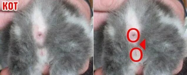 Кот или кошка как определить фото Картинки КОТ ИЛИ КОШКА ПОЛ