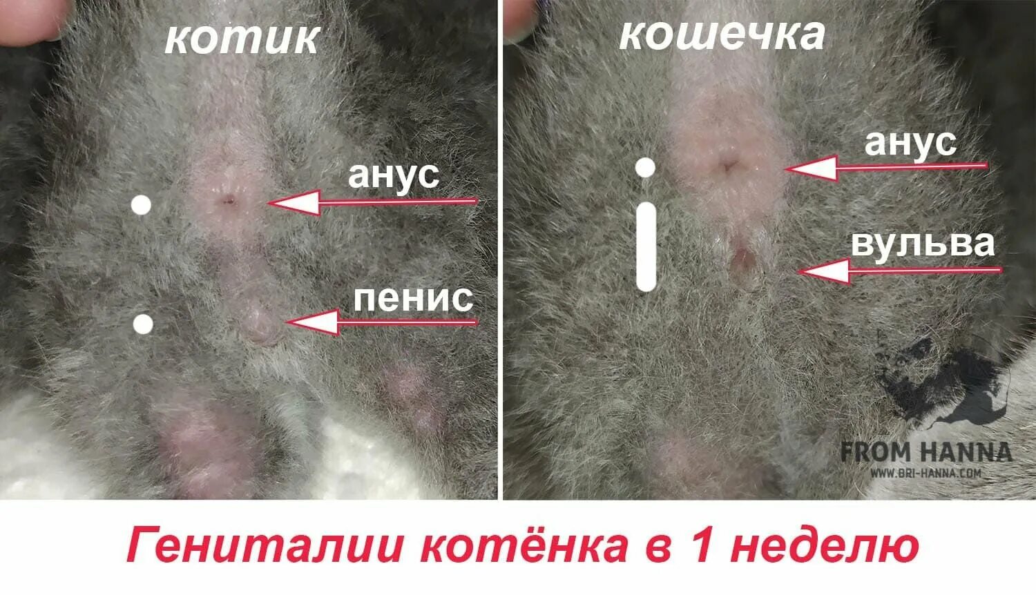 Кот или кошка как определить фото Как узнать пол своего питомца?" - Яндекс Кью