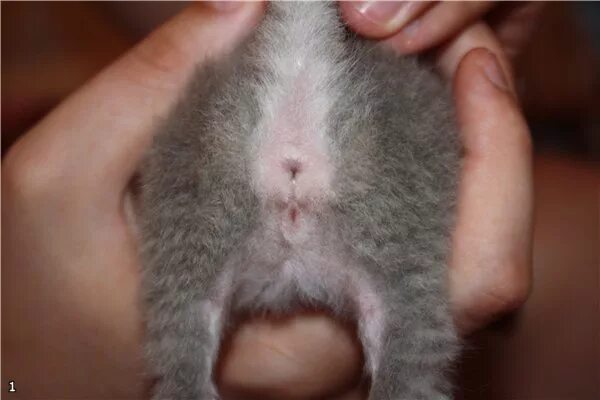 Кот или кошка как определить фото Как определить пол котёнка: используем анатомические и другие особенности, чтобы
