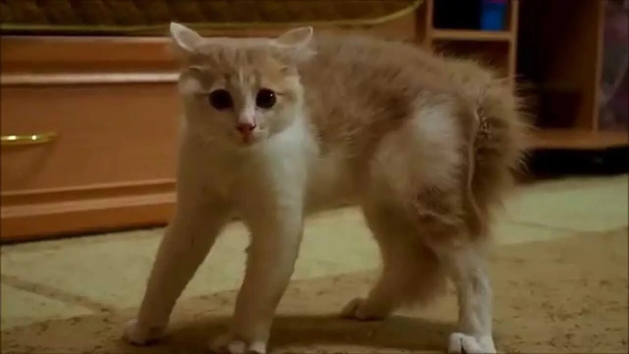 Кот испугался фото Напуганный котёнок - YouTube