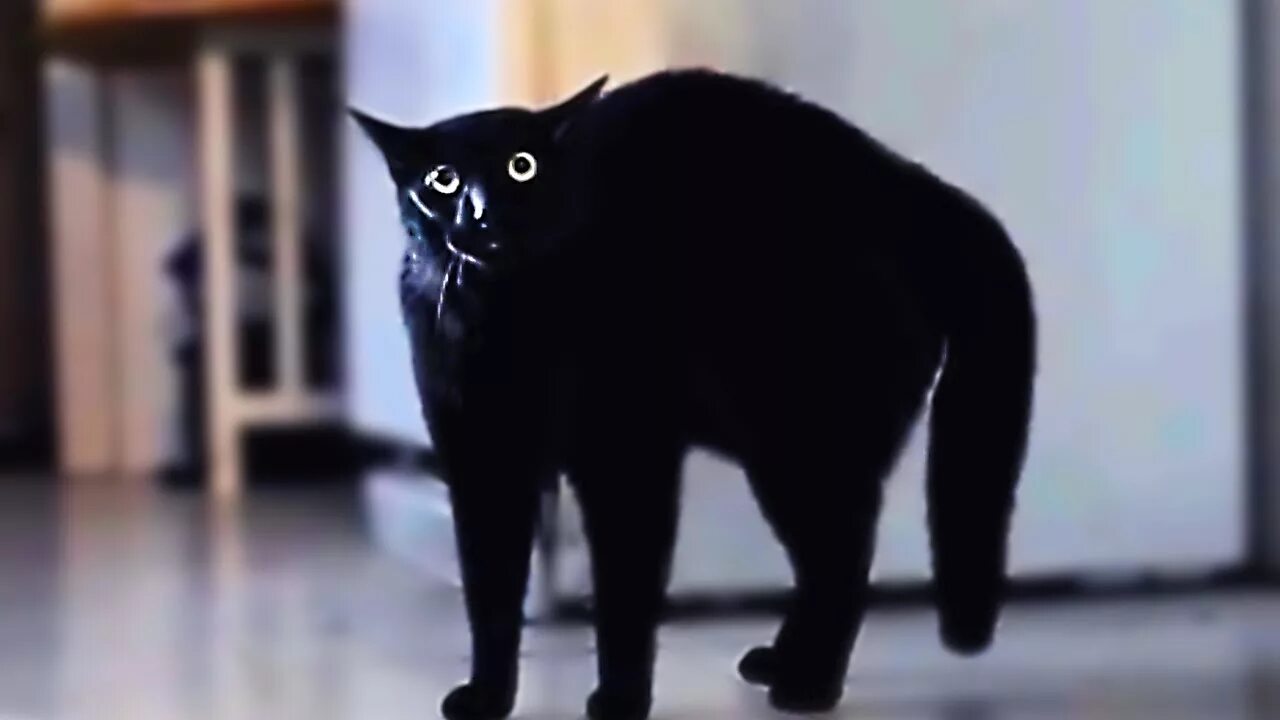 Кот испугался фото Scared cats compilation Part 1 - YouTube