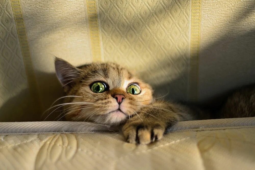 Кот испугался фото Fly you fools - Super Cuddly Animal Friends Funny animals, Cats, Funny cats