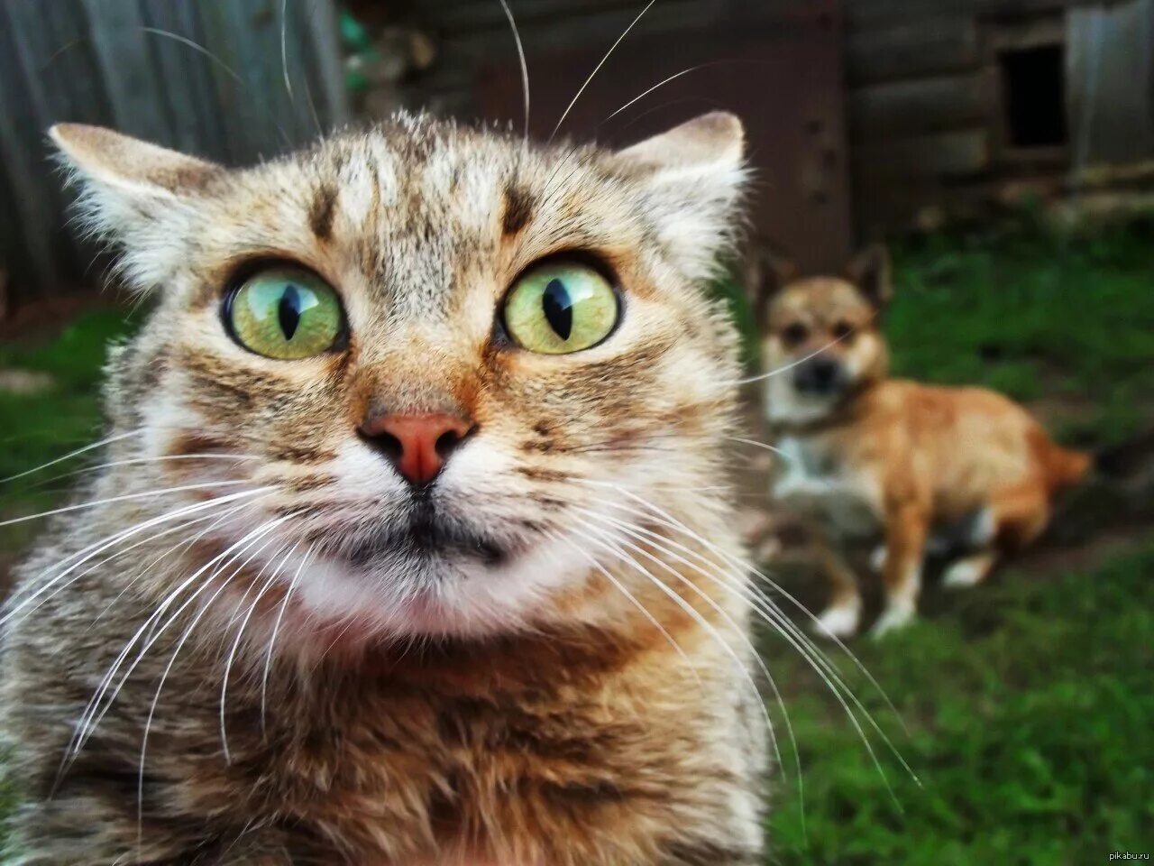 Кот испугался фото испуганный котик Пикабу