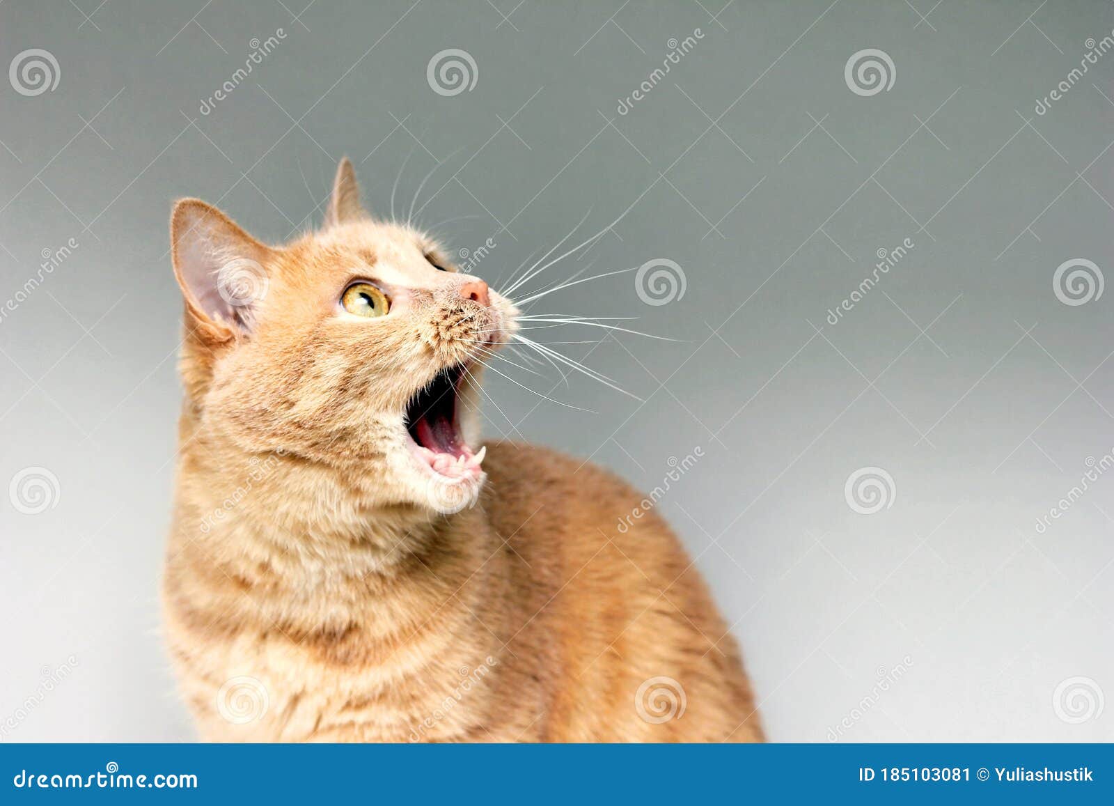 Кот испугался фото The Surprised Cat. the Amazement of the Cat. Open Your Mouth in Surprise. an Ext